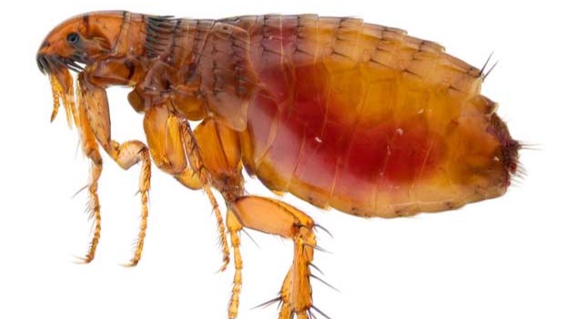 Fleas - common West Yorkshire pest